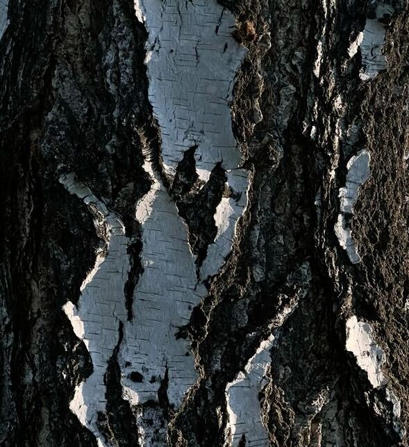 Паркетная доска из жёлтой (ребристой) берёзы. Особенности и преимущества
